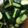 クックOYTSP1☆'s cooksnap of when they made キュウリの中華和え.
