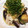 卵せんべい's cooksnap of when they made なすと豚しゃぶの中華風おろし和え.