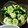 ばんぷ☆'s cooksnap of when they made 簡単きゅうりの浅漬け.