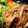 アイアンツリー's cooksnap of when they made 豚のしょうが焼き.