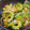 nosso's cooksnap of when they made 簡単＊夏野菜＊ゴーヤとハムのオイマヨ炒め.