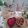 Dream♪'s cooksnap of when they made すいかとベーコンの炒めもの.