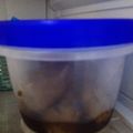 ゆずりんごもち's cooksnap of when they made 簡単！醤油麹で漬ける美味い梅.