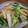 にゃおん１２１５'s cooksnap of when they made いんげんと長いものネギ生姜炒め.