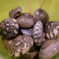 しまかいゆうあん's cooksnap of when they made ながらみの塩茹で.