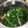hiromi17's cooksnap of when they made だし糀で★モロヘイヤとミョウガのおひたし.
