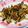 雲雀ころね's cooksnap of when they made ワシワシ食べて！ステーキ丼.
