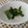 harumina18's cooksnap of when they made ピーマンの炒め煮.