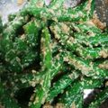 蛇口から生ビール's cooksnap of when they made 基本のごまあえ(ブロッコリー編).