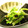 バカリャウ's cooksnap of when they made 水菜と塩昆布と梅の＊浅漬け＊.
