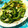 サーゴット's cooksnap of when they made ゴーヤときゃべつのそばつゆ炒め.