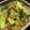 はむはむやみぃ's cooksnap of when they made ナスと大葉の冷製.