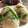 わ五助's cooksnap of when they made 万願寺とうがらしとオカカのおにぎり.