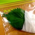 ふたごママちゃん's cooksnap of when they made 大葉(しそ)の保存方法☆.