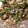 nizm's cooksnap of when they made 生でも美味しい♪ゴーヤの白和え.