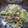 ＹＡＭＡＴ's cooksnap of when they made かにかまレタスのマヨネーズ和え.