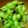 HALmam1234's cooksnap of when they made お水1カップ！エコで美味しい枝豆のゆで方.