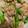 手抜きクック's cooksnap of when they made 簡単！美味しい☆アスパラと豚肉の甘辛炒め.