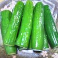 yatully's cooksnap of when they made きゅうりの一本漬け.