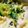 okomeokome's cooksnap of when they made うちの常備菜＊鶏ハムときゅうりのサラダ.