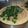Rosemary Corner's cooksnap of when they made 簡単＆超早★　鮭×パセリのお手軽パスタ.