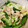 gootie's cooksnap of when they made 鶏皮とネギの塩炒め.