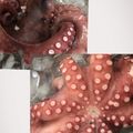 りびちゃん's cooksnap of when they made ヌメリが取りやすい簡単生蛸の茹で方.