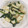 さほちんママ's cooksnap of when they made 簡単＊イカとニラのにんにくマヨ醤油炒め.