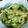 まつねぇ７２１６'s cooksnap of when they made 夏限定！あっさりGreen小鉢！.