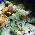 okomeokome's cooksnap of when they made ゴーヤとちくわの和風ツナサラダ.