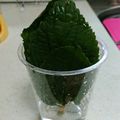 アローゼンママ's cooksnap of when they made 大葉(しそ)保存♪長持ち1ヶ月経過.