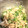 クックFDJUTB☆'s cooksnap of when they made オクラとささみのごまマヨ和え.
