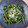クックTYCAFH☆'s cooksnap of when they made 簡単速攻〜空芯菜の焦がしネギニンニク炒め.