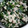 ☆りｨ君ﾏﾏだぁよ☆'s cooksnap of when they made 栄養豊富ほうれん草白和え.