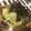 ばらしらたま's cooksnap of when they made アボカドとハムのチーズ焼き.
