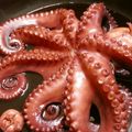 のば☀のば's cooksnap of when they made 漁師さんの蛸の煮付け♪.