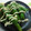 ＭＩＭＯＣＡ's cooksnap of when they made 茹でししとうのマヨネーズがけ.