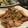 つぐみ2117's cooksnap of when they made お弁当にも♡鮭とエリンギのオイスター炒め.