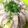 まめちよ12's cooksnap of when they made 簡単！豚バラとたっぷり野菜蒸し！.