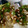 まりも1022's cooksnap of when they made ★ご飯にかけると美味しいネバネバおくら★.