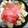 *neige*'s cooksnap of when they made 黄金比率✩定番！基本のすき焼き.