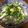 nnonn22000's cooksnap of when they made いわし丼　[片口鰯丼].