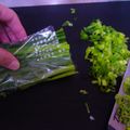 とら＆とららのママ's cooksnap of when they made ☆ｨﾗｨﾗせずにﾈｷﾞを切る方法☆.