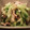 asuka_0620's cooksnap of when they made ☆キャベツと豚の塩炒め☆.