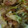 わんた☆'s cooksnap of when they made みょうがのおかか炒め.
