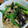 みわきくりん's cooksnap of when they made オクラとなすのごま和え（豚肉と一緒に♡）.