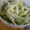 クチバシ's cooksnap of when they made デザート？いや②おかず♪梨の胡瓜和え.