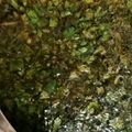 かのなし's cooksnap of when they made モロヘイヤスープ.