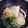 ナピト's cooksnap of when they made 家での気軽な土瓶蒸し☆ホタテ入り.
