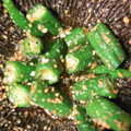 dach705's cooksnap of when they made とっても簡単♪オクラの胡麻和え.